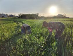 Beri Semangat, Babinsa Libureng Terus Dampingi Petani Merawat Tanaman