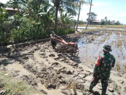 Dukung Ketahanan Pangan, Babinsa Koramil-06 Kodim 1404/Pinrang Bantu Petani Garap Sawah