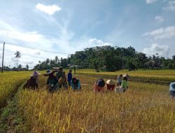 Sukseskan Hanpangan, Babinsa Koramil 05/Sinjai Selatan Kodim 1424/Sinjai Laksanakan Pendampingan Panen Padi