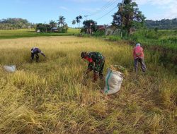 Atasi Kesulitan Petani, Babinsa Desa Palangka 05/Sinjai Selatan Kodim 1424/Sinjai Bantu Panen Padi