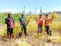 Ciptakan Kedaulatan Pangan, Babinsa Koramil 1425-05 Batang Turun Ke Sawah Bantu Petani Panen Padi