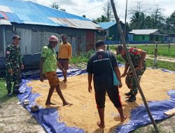 Babinsa Koramil Kimaam Bantu Masyarakat Menjemur Gabah
