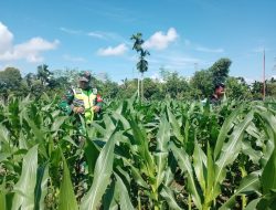 Babinsa Posramil Suka Makmue Membantu Petani Dalam Perawatan Tanaman Jagung