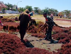 Bangkitkan Semangat Petani, Babinsa Koramil 1425-01 Binamu Turut Membantu Warga Menjemur Rumput Laut
