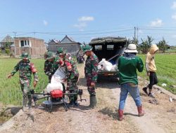 Dandim 1404/Pinrang Pantau Langsung Pemupukan Padi Pakai Drone Dilahan Demplot