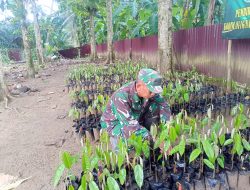 Dukung Penghijauan di Wilayah Personil Kodim 0116/Nagan Raya Laksanakan Perawatan Pembibitan Durian