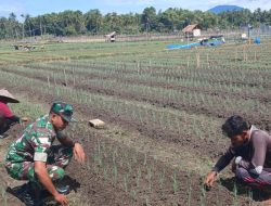 Babinsa Serka Hijarul Aswad Sambangi Petani Bawang Merah di Desa Crueng