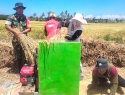 Panen Padi Di Musim Kemarau, Babinsa Koramil 1425-05 Batang Mengapresiasi Semangat Para Petani