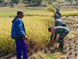 Babinsa Koramil 1425-05 Batang Pendampingan dan Membantu Petani Panen Padi