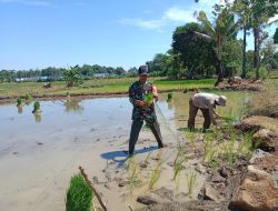Wujudkan Ketahanan Pangan, Babinsa Koramil 1422-04/Mandai Bantu Petani menanam Padi