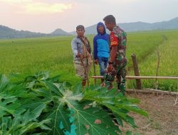 Peran Aktif Babinsa Koramil-07 Kodim 1404/Pinrang Dampingi Petani Pantau Perkembangan Tanaman Padi