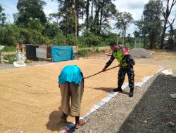 Menjaga Kualitas Hasil Panen Babinsa Bantu Petani Jemur Padi