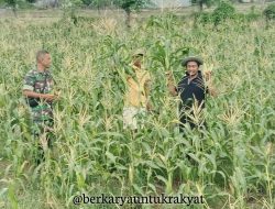 Peduli Kesejahteraan Petani, Babinsa Koramil 1425-01/Binamu, Turut Mendampingi Mengecek Tanaman Jagung Milik Warga