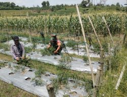 Wujud Kepedulian,Babinsa 0907/04 Tarut Bantu Petani Rawat Tanaman Cabe