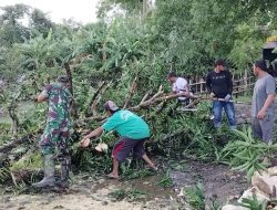 Antisipasi Pohon Tumbang, Babinsa Maros Tebang Pohon yang Mulai Rapuh