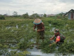 Wujud Pendampingan,Babinsa Koramil 0907/04 Tarut Bantu Warga Binaan Panen Cabe Keriting