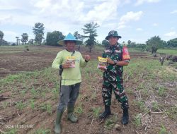 Babinsa Koramil 1425-02/Bangkala Bersama Pengawas Perusahaan DGW Salurkan Bantuan Pupuk dan Tinjau Lahan Demplot Jagung
