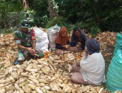 Selalu Ada Untuk Warga, Babinsa Koramil 15/Mare Bantu Petani Panen Jagung