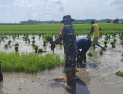 Babinsa Koramil 02/Dua Boccoe Bantu Petani Mencabut Bibit Padi Siap Tanam