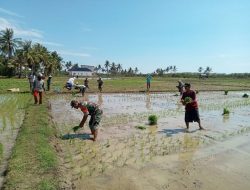 Peran Aktif Babinsa Koramil 06/Awangpone Kodim 1407/Bone Dampingi Petani Tanam Padi