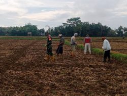 Sukseskan Ketahanan Pangan Nasional, Babinsa Ramil 12/Cina Bantu Warga Tanam Jagung