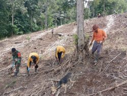 Babinsa Koramil 1407-05/Ulaweng Bersama Warga Desa Teamusu Tanam Bibit Jagung 