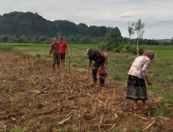 Wujudkan Ketahanan Pangan, Babinsa Bontocani Dorong Masyarakat Optimalkan Lahan Kosong