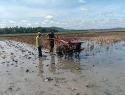 Babinsa Dua Boccoe Bantu Petani Bajak Sawah Dengan Mesin Traktor