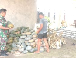 Babinsa Koramil 1407-05/Ulaweng Bantu Petani Menata Hasil Panen Labu Di Desa Jompie