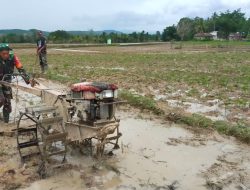 Babinsa Koramil 19/Kahu Kodim 1407/Bone Bantu Petani Membajak Sawah Di Desa Bontopadang