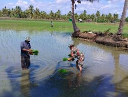 Pendampingan Penanaman Padi Oleh Babinsa Koramil 03/Cenrana Kodim 1407/Bone Di Lingkungan Botto