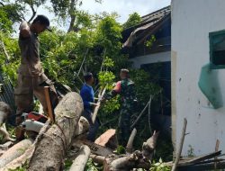 Angin Kencang Tumbangkan Pohon Di Jalan Andi Malla, Babinsa Koramil 1407-07/Tanete Riattang Turun Tangan