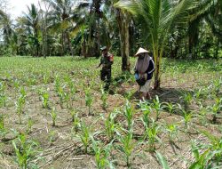 Babinsa Koramil 1407-02/Dua Boccoe Laksanakan Kegiatan Pendampingan Pemupukan Jagung Di Daerah Binaan