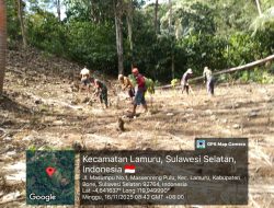 Babinsa Koramil 1407-08/Lamuru Turut Bantu Warga Menanam Jagung Di Desa Massenrengpulu