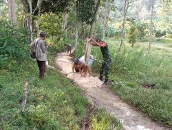 Semangat Gotong Royong Di Desa Teamusu : Babinsa Koramil 1407-05/Ulaweng Pimpin Perbaikan Jalan Pertanian