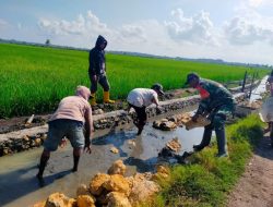 Babinsa Koramil 1407-02/Dua Boccoe Dan Warga Gotong Royong Bangun Saluran Irigasi Sawah