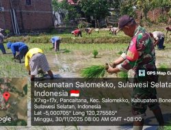 Tingkatkan Ketahanan Pangan, Babinsa Koramil 1407-17/Salomekko Bantu Petani Tanam Padi Milik Warga Binaan