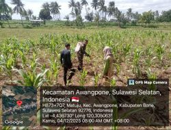 Dukung Hasil Panen Optimal, Babinsa Koramil 06/Awangpone Dampingi Warga Semprot Tanaman Jagung Di Matuju