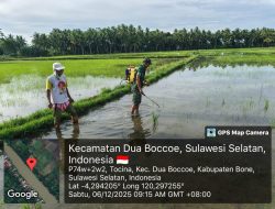 Gencarkan Pertanian, Babinsa Koramil 1407-02/Dua Boccoe Dampingi Penyemprotan Hama Di Sawah Desa Tocina