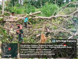 Aksi Sigap Babinsa Koramil 1407-21/Palakka Pimpin Kerja Bakti Penebangan Pohon Berbahaya Di Jalan Tani Desa Mattanetebua