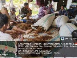 Langkah Awal Budidaya Rumput Laut Di Desa Ujung Tanah : Babinsa Koramil 1407-03/Cenrana Dampingi Penyiapan Bibit