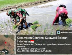 Babinsa Koramil 1407-03/Cenrana Turun Ke Sawah, Beri Pendampingan Penanaman Padi Di Desa Awang Cenrana