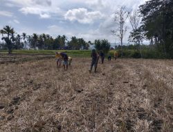Dukung Percepatan Tanam, Babinsa Koramil 1407-09/Lapri Babinsa Lapri Turun Ke Sawah Bantu Warga Tanam Jagung
