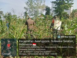 Bentuk Kepedulian Dukung Ketahanan Pangan, Babinsa Koramil 06/Awangpone Kodim 1407/Bone Bantu Petani Penyemprotan Jagung Warga