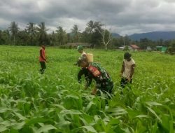 Bentengi Pangan Lokal : Babinsa Koramil 1407-05/Ulaweng Pimpin Gerakan Penyemprotan Hama Jagung Di Desa Tadang Palie