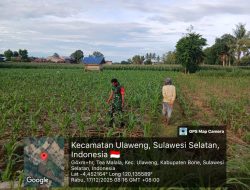 Turun Ke Ladang, Babinsa Koramil 1407-05/Ulaweng Dampingi Petani Jagung Teamala Pantau Pertumbuhan Tanaman