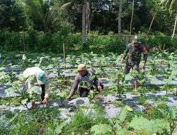 Potret Sinergi Babinsa Koramil 1407-15/Mare : Pastikan Tanaman Terong Warga Desa Kadai Bebas Gulma