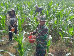 Maksimalkan Produksi Jagung, Babinsa Koramil 1407-09/Lapri Turun Tangan Bantu Pemupukan Di Desa Tenri Pakkua
