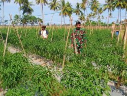 Perkuat Sektor Pertanian, Babinsa Koramil 18/Kajuara Kawal Perawatan Cabai Di Desa Buareng