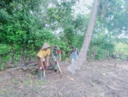Babinsa Kodim 1407/Bone Koramil 14/Libureng Turun ke Ladang, Bantu Warga Tanam Jagung